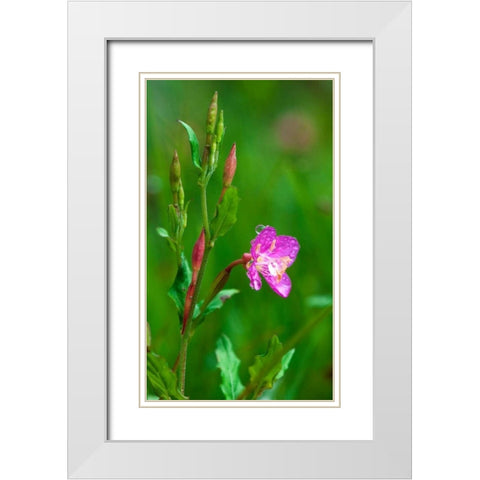 Spring Flower White Modern Wood Framed Art Print with Double Matting by Bennion, Scott