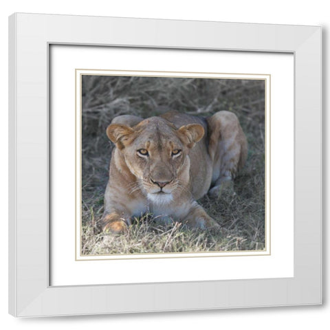 Lioness White Modern Wood Framed Art Print with Double Matting by Bennion, Scott