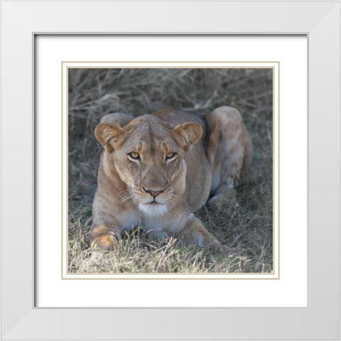 Lioness White Modern Wood Framed Art Print with Double Matting by Bennion, Scott