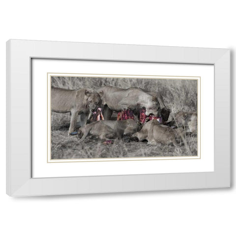South Luangwa Lions White Modern Wood Framed Art Print with Double Matting by Bennion, Scott