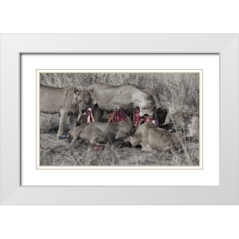 South Luangwa Lions White Modern Wood Framed Art Print with Double Matting by Bennion, Scott