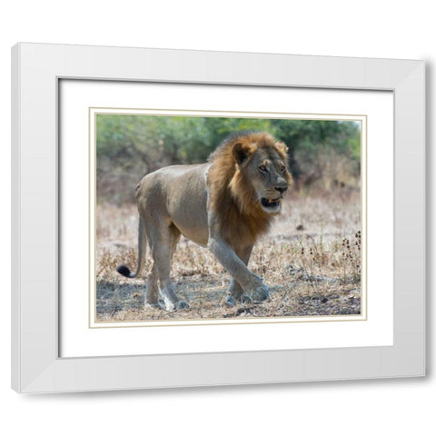 South Luangwa Lion White Modern Wood Framed Art Print with Double Matting by Bennion, Scott