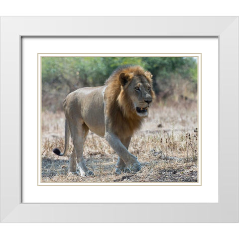 South Luangwa Lion White Modern Wood Framed Art Print with Double Matting by Bennion, Scott