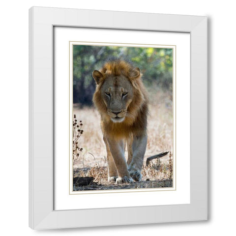 The King White Modern Wood Framed Art Print with Double Matting by Bennion, Scott