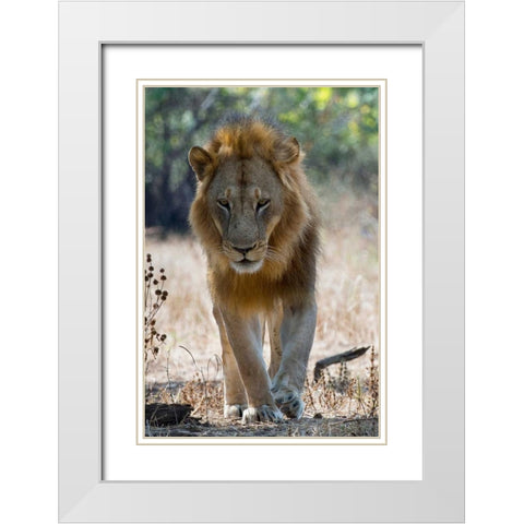 The King White Modern Wood Framed Art Print with Double Matting by Bennion, Scott