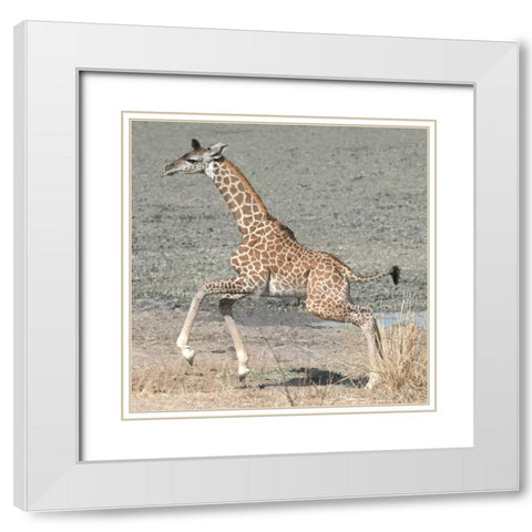 Trying My New Legs White Modern Wood Framed Art Print with Double Matting by Bennion, Scott