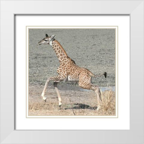 Trying My New Legs White Modern Wood Framed Art Print with Double Matting by Bennion, Scott