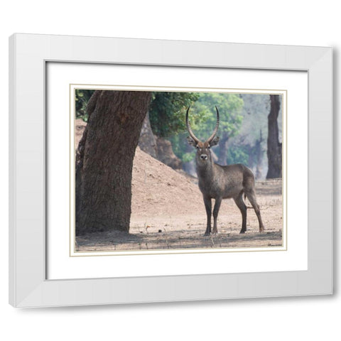 Waterbuck White Modern Wood Framed Art Print with Double Matting by Bennion, Scott