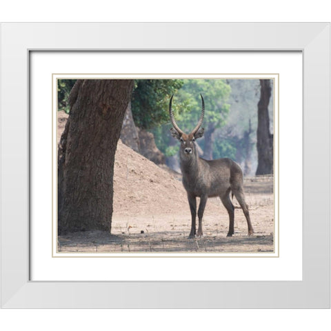Waterbuck White Modern Wood Framed Art Print with Double Matting by Bennion, Scott