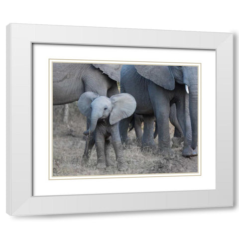 Young Elephant White Modern Wood Framed Art Print with Double Matting by Bennion, Scott