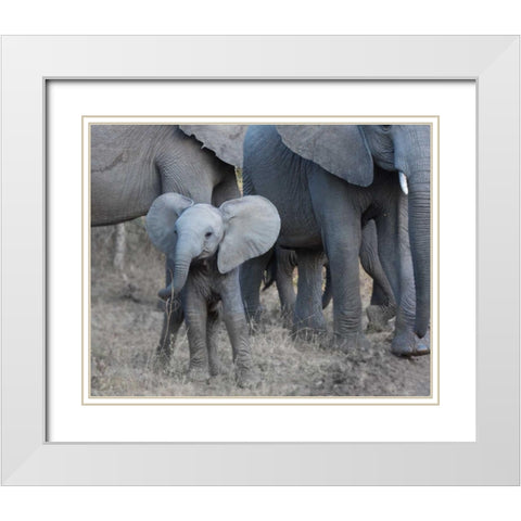 Young Elephant White Modern Wood Framed Art Print with Double Matting by Bennion, Scott