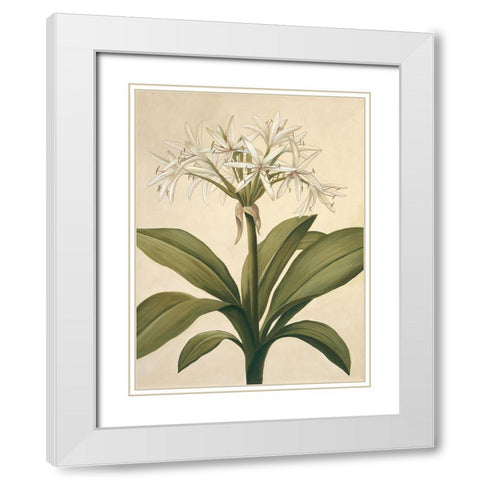 Lilies II White Modern Wood Framed Art Print with Double Matting by Huntington, Virginia