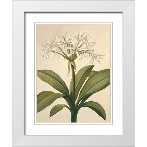 Lilies II White Modern Wood Framed Art Print with Double Matting by Huntington, Virginia