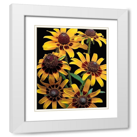Brown-Eyed Daisy White Modern Wood Framed Art Print with Double Matting by Reynolds, Richard