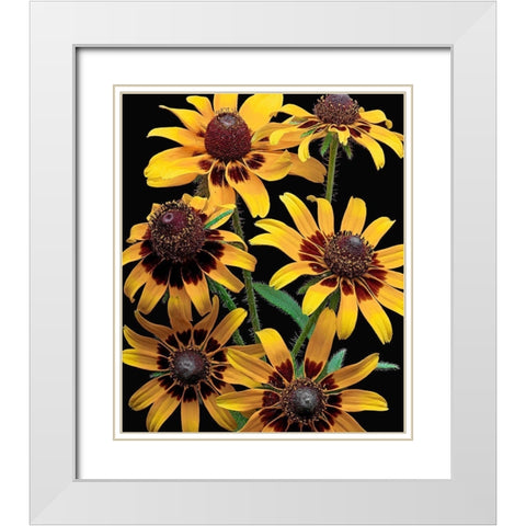 Brown-Eyed Daisy White Modern Wood Framed Art Print with Double Matting by Reynolds, Richard