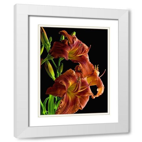 Daylily White Modern Wood Framed Art Print with Double Matting by Reynolds, Richard
