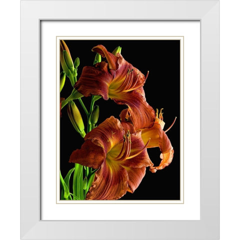 Daylily White Modern Wood Framed Art Print with Double Matting by Reynolds, Richard