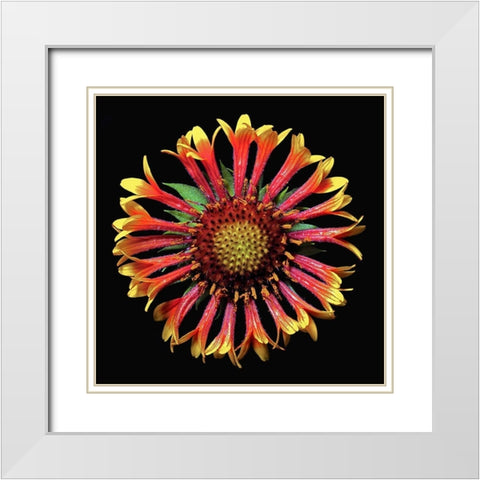 Blanket Flower ~ Fanfair White Modern Wood Framed Art Print with Double Matting by Reynolds, Richard