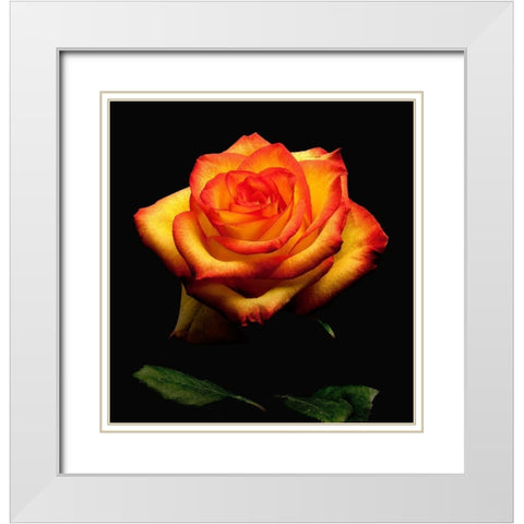 Garden Rose 2 White Modern Wood Framed Art Print with Double Matting by Reynolds, Richard