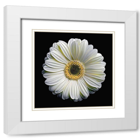 Gerbera Daisy 2 White Modern Wood Framed Art Print with Double Matting by Reynolds, Richard