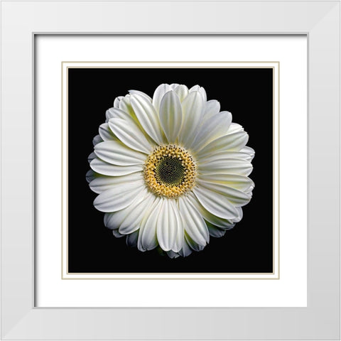Gerbera Daisy 2 White Modern Wood Framed Art Print with Double Matting by Reynolds, Richard