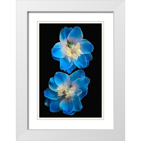 Candle Delphinium White Modern Wood Framed Art Print with Double Matting by Reynolds, Richard