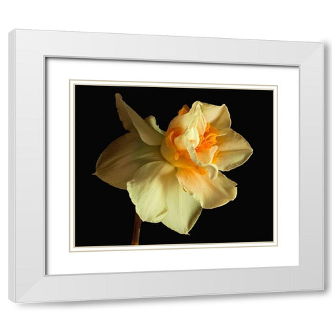 Daffodil White Modern Wood Framed Art Print with Double Matting by Reynolds, Richard