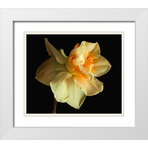 Daffodil White Modern Wood Framed Art Print with Double Matting by Reynolds, Richard