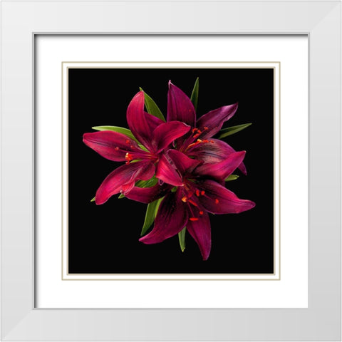 Asiatic Lily ~ Montenegro White Modern Wood Framed Art Print with Double Matting by Reynolds, Richard