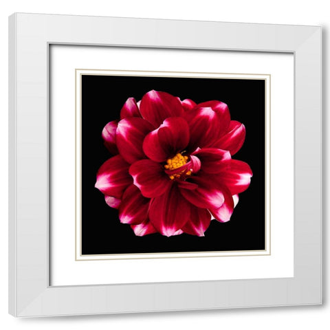 Dahlia 3 White Modern Wood Framed Art Print with Double Matting by Reynolds, Richard