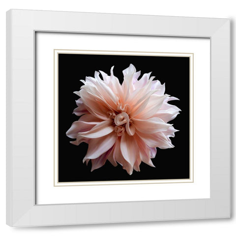 Dahlia 5 White Modern Wood Framed Art Print with Double Matting by Reynolds, Richard