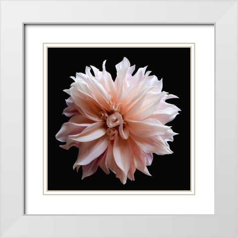 Dahlia 5 White Modern Wood Framed Art Print with Double Matting by Reynolds, Richard