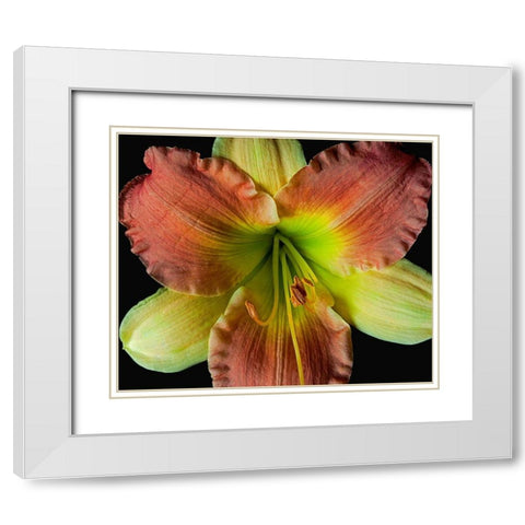 Daylily 2 White Modern Wood Framed Art Print with Double Matting by Reynolds, Richard