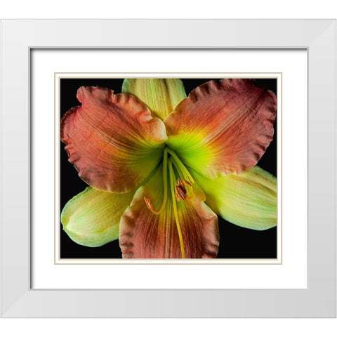 Daylily 2 White Modern Wood Framed Art Print with Double Matting by Reynolds, Richard
