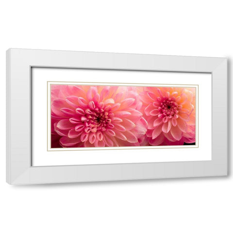 Dahlia 6 White Modern Wood Framed Art Print with Double Matting by Reynolds, Richard