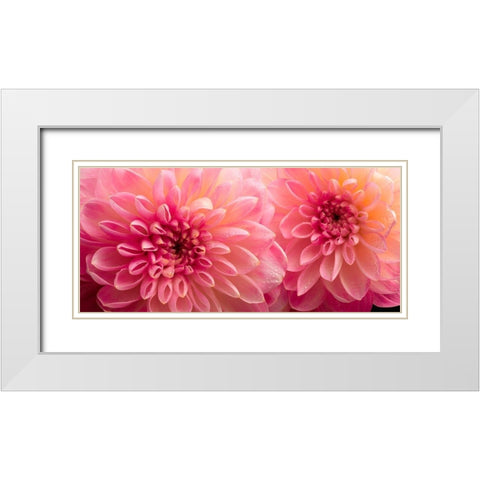 Dahlia 6 White Modern Wood Framed Art Print with Double Matting by Reynolds, Richard