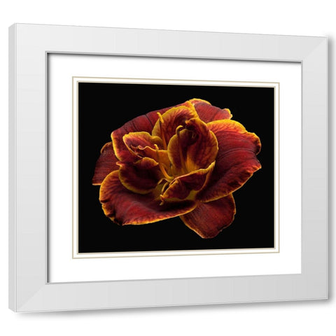 Daylily ~ Night Embers White Modern Wood Framed Art Print with Double Matting by Reynolds, Richard