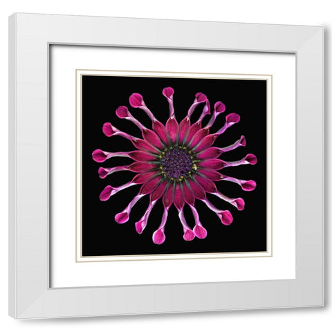 African Daisy 2 White Modern Wood Framed Art Print with Double Matting by Reynolds, Richard