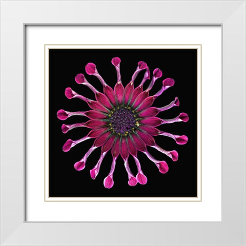 African Daisy 2 White Modern Wood Framed Art Print with Double Matting by Reynolds, Richard
