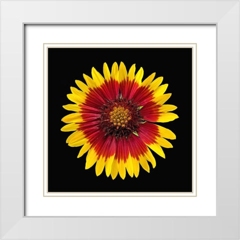 Blanket Flower White Modern Wood Framed Art Print with Double Matting by Reynolds, Richard