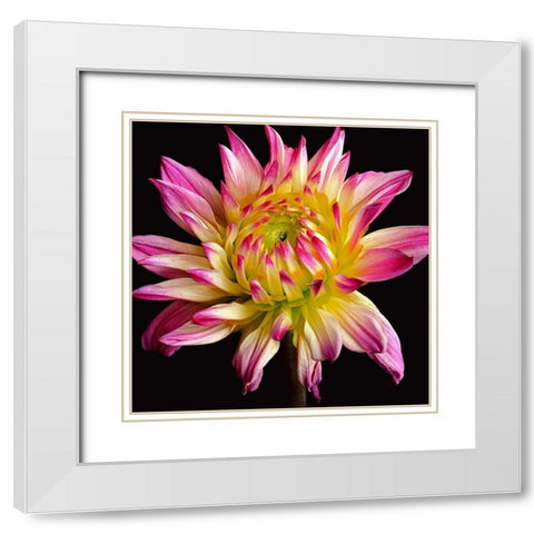 Dahlia 1 White Modern Wood Framed Art Print with Double Matting by Reynolds, Richard