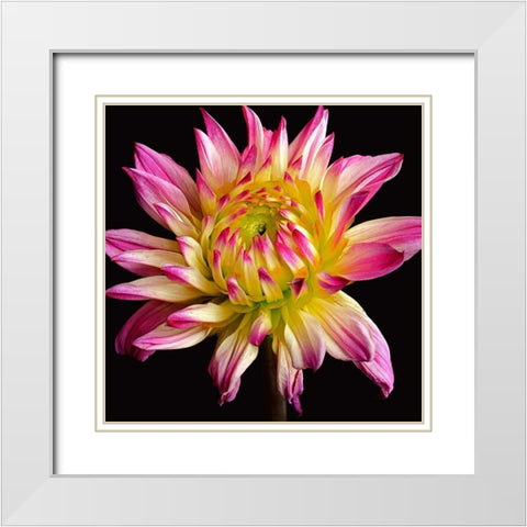 Dahlia 1 White Modern Wood Framed Art Print with Double Matting by Reynolds, Richard