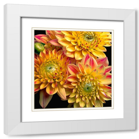 Dahlias White Modern Wood Framed Art Print with Double Matting by Reynolds, Richard