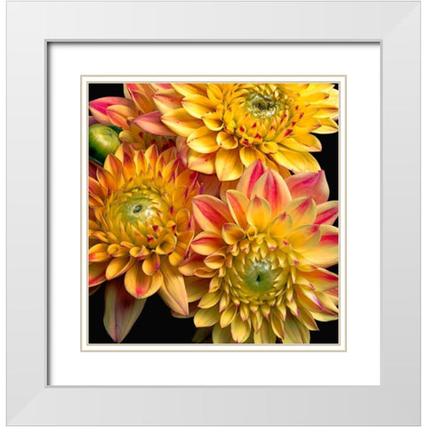 Dahlias White Modern Wood Framed Art Print with Double Matting by Reynolds, Richard