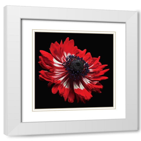 Anemone White Modern Wood Framed Art Print with Double Matting by Reynolds, Richard