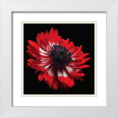 Anemone White Modern Wood Framed Art Print with Double Matting by Reynolds, Richard
