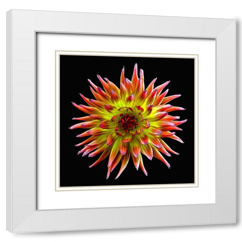 Dahlia ~ Tahiti Sunrise White Modern Wood Framed Art Print with Double Matting by Reynolds, Richard