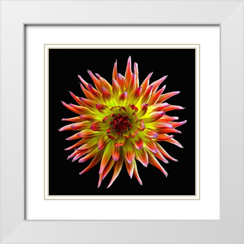 Dahlia ~ Tahiti Sunrise White Modern Wood Framed Art Print with Double Matting by Reynolds, Richard