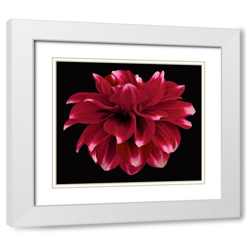 Dahlia 2 White Modern Wood Framed Art Print with Double Matting by Reynolds, Richard