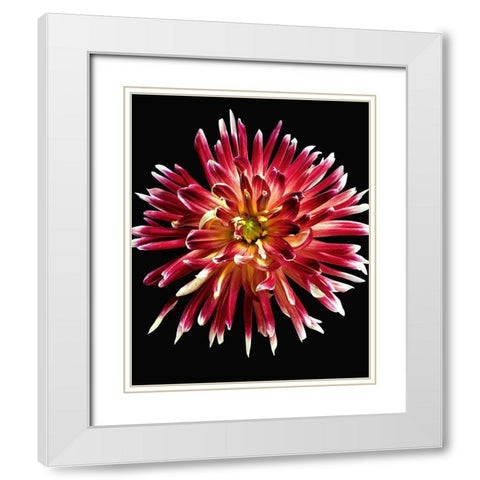 Dahlia 4 White Modern Wood Framed Art Print with Double Matting by Reynolds, Richard